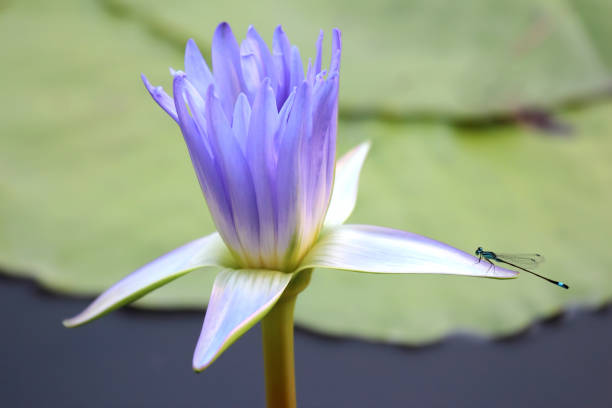 istock juicy blossoming Lotus with dragonfly closeup 1322794681