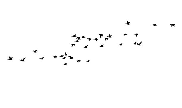 Flying birds. Vector images. White backgorund. Vector  birds. duck stock illustrations