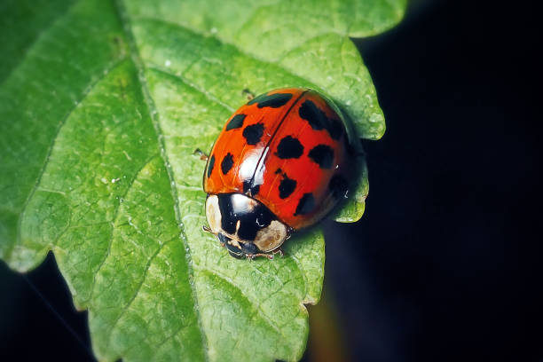 istock Harmonia axyridis Asian Ladybeetle Insect 1322795743
