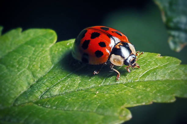 harmonia axyridis insecto maribeetle asiático - mariquita fotografías e imágenes de stock