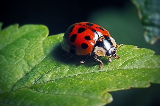 Macro photo of red and black ladybug.  Red and black colored insect perched on a plant