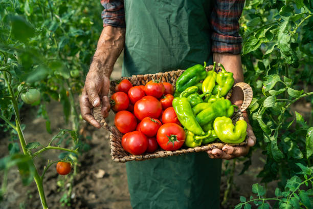 istock Mature farmer carrying vegetables in basket 1322796597