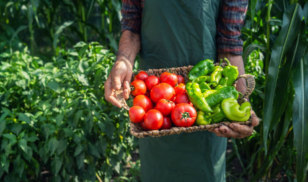 istock Mature farmer carrying vegetables in basket 1322796598
