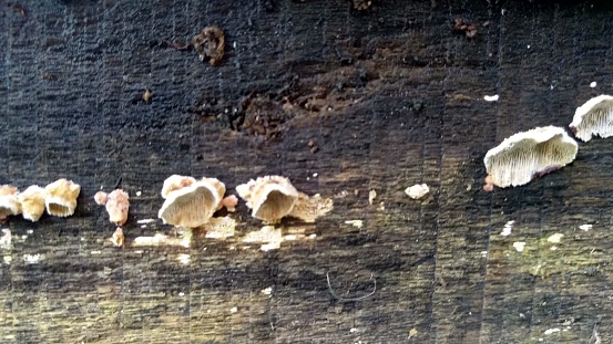 A collection of mushrooms on rotten wood
