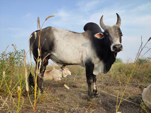 istock Pulikulam cattle breed used for jallikattu 1322798999