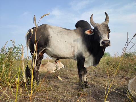 pulikulam is the very aggressive cattle breed used for the bull taming sport
