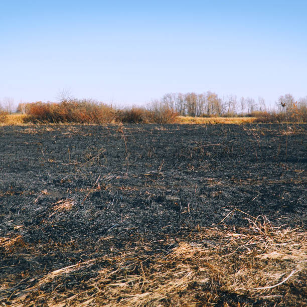 istock Burnt dry grass on the field 1322800957