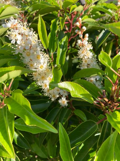 istock Cherry laurel in the sun green white red 1322801437