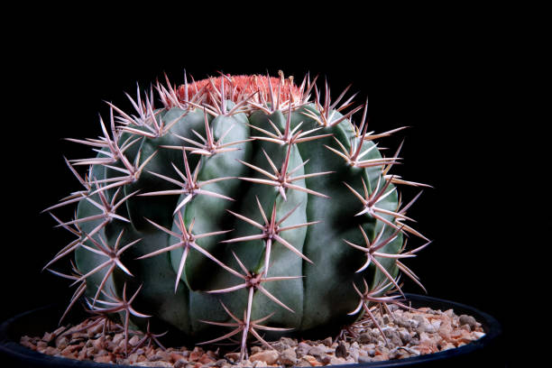 istock studio shot close up melocactus against dark background 1322801486