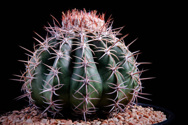 istock close up melocactus with studio lighting against dark background 1322801487
