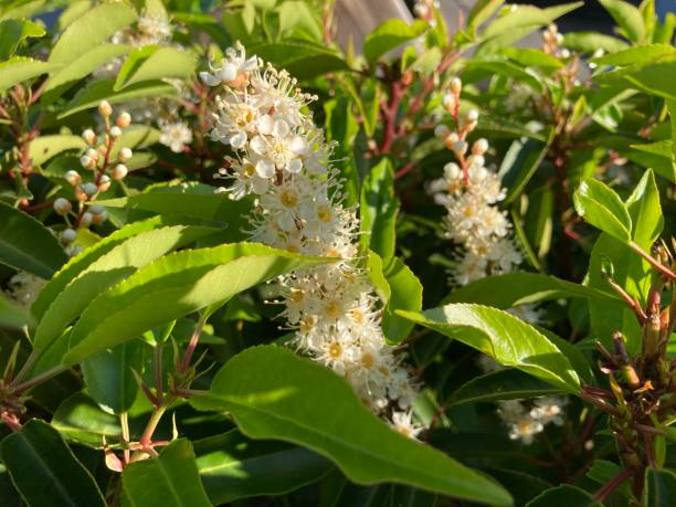 istock Cherry laurel in the sun green white red 1322801588
