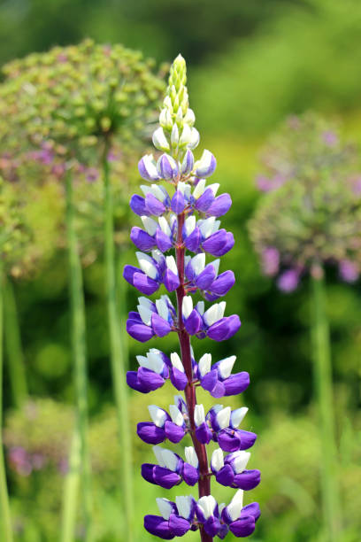 istock Purple lupin 1322802387
