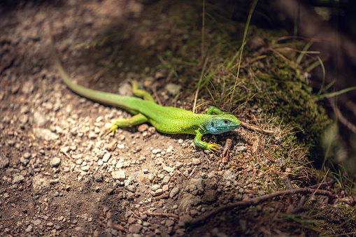 Green lizard on a ground outdoor, closeup shot