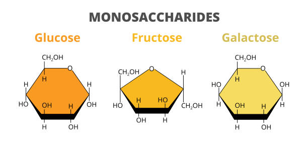 illustrations, cliparts, dessins animés et icônes de ensemble de monosaccharides alimentaires – glucose, fructose, galactose molécules isolées sur blanc. monosaccharides, monomères de glucides. - carbohydrate