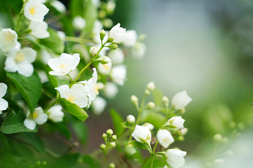 jasmine blooming selective focus in a garden under the sunlight with a blurry background. High quality photo