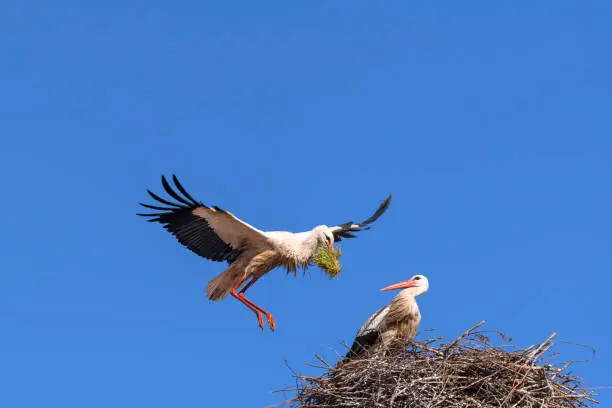 White Stork - Ciconia ciconia - in flight, approaching its nest