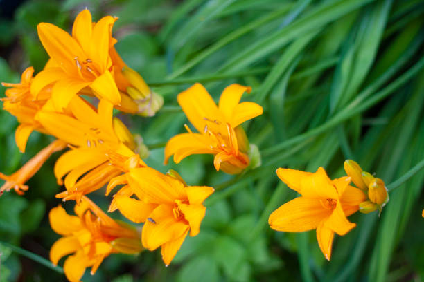 istock Yellow lilies on green leaves background 1322806694