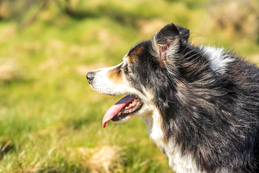 Friendly border collie close up shallow depth of field