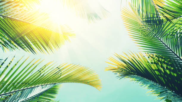istock Tropical palm tree with sun light on sunset sky and cloud abstract background. 1322807847