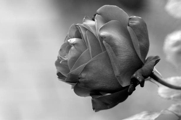 istock Close Up Of A Red Rose 1322808941
