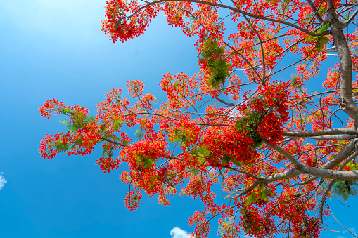 Red royal poinciana flowers bloom in summer sun and blue sky background