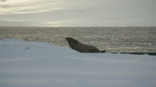 Walrus on the coast of Svalbard