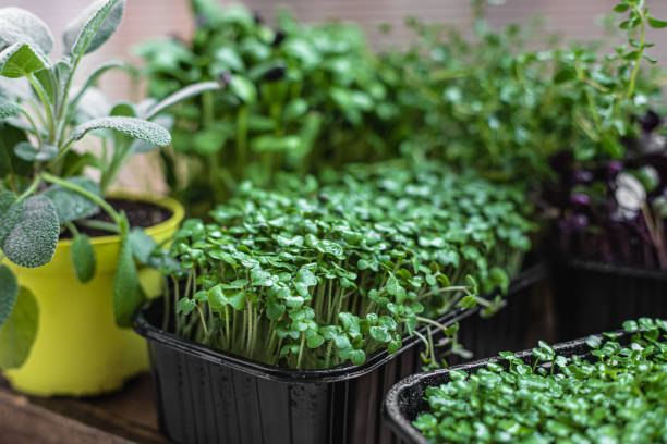 istock Different types of micro greens in containers. Seed germination at home. Vegan and healthy eating concept. Organic raw microgreens. 1322810149