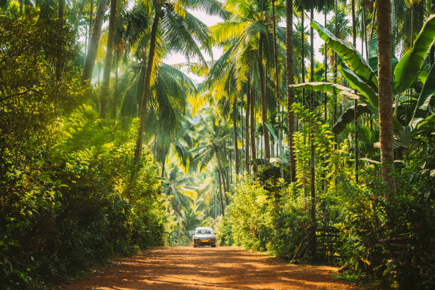 goa, indien. auto bewegt sich auf der straße umgeben von palmen in sonnigen tag - goa stock-fotos und bilder