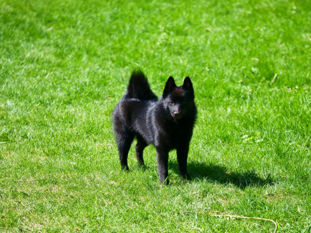 istock Little Belgian Shepherd Schipperke stands on a green lawn. 1322812611