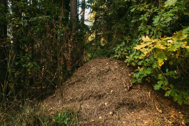 Photo of Red Forest Ants Formica Rufa In Anthill Under Pine Tree. Red Ant Colony