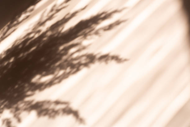 istock Pampas grass natural shadows on a beige wall or table. Floral silhouette on beige background 1322813904