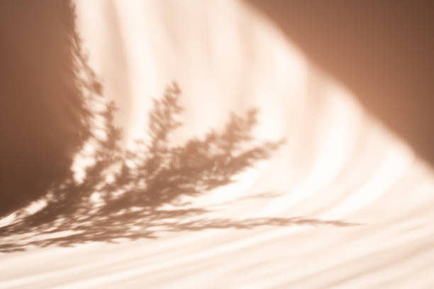 istock Pampas grass natural shadows on a beige wall or table. Floral silhouette on beige background 1322813951