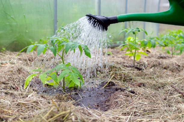plastik-sprinklerdose oder trichter-bewässerung tomatenpflanze im gewächshaus. bio-hausgemachte tomatenpflanzen ohne gemüse, umgeben von mulch, der bewässert wird - sprinkling can stock-fotos und bilder