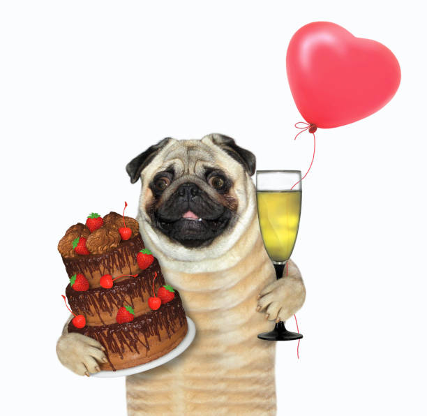 istock Dog pug holds truffle cake 1322814652