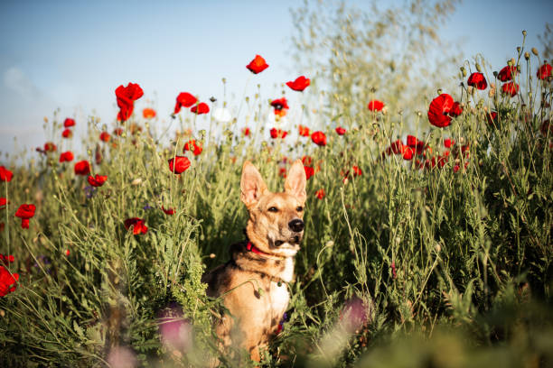 Small dog plays in poppies. Dog is from animal shelter and he is in a regular walk