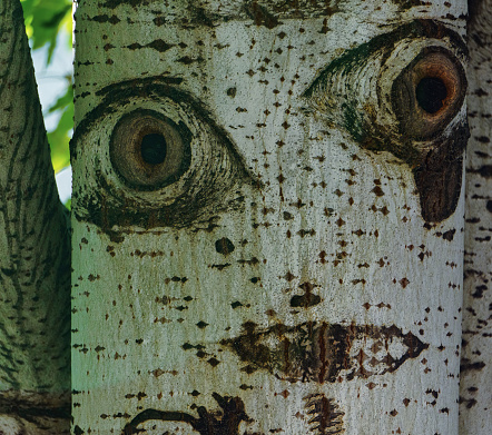 Close-up view of a tree bark (with a face).