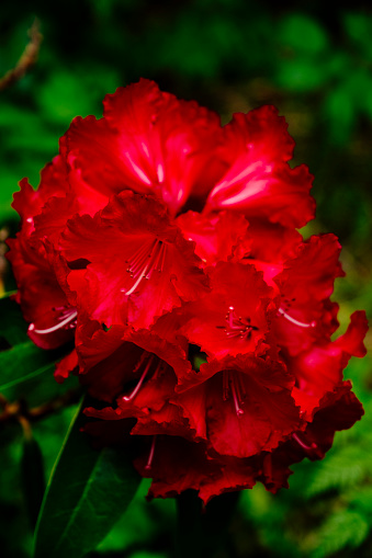 Red rhododendron hybrid called Halfdan Lem  in early June