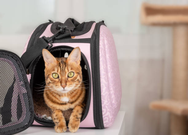 istock Bengal cat in a special soft pink cage or pet carrier 1322818215