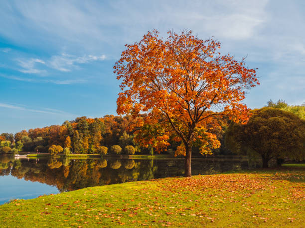 istock Beautiful autumn sunny landscape with red maple tree in a park. 1322818251