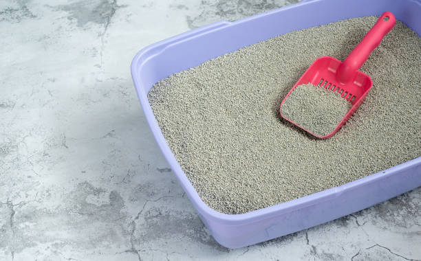 istock Clean sand in cat litter and scoop, pet hygiene 1322819025