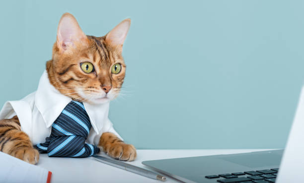 o gato - funcionário do escritório senta-se à mesa no escritório, olha para a tela do laptop. gato de bengala em uma gravata usa um computador, desenvolve um aplicativo ou um projeto - domestic cat computer laptop kitten - fotografias e filmes do acervo