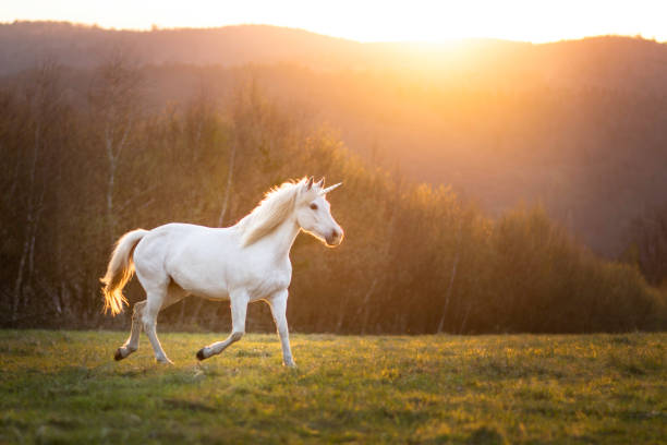 Horse in nature Beautiful arabian mare horse unicorn running free on meadow during sunset unicorn stock pictures, royalty-free photos & images