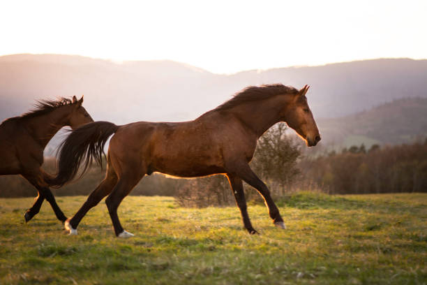 istock Horse in nature 1322819403