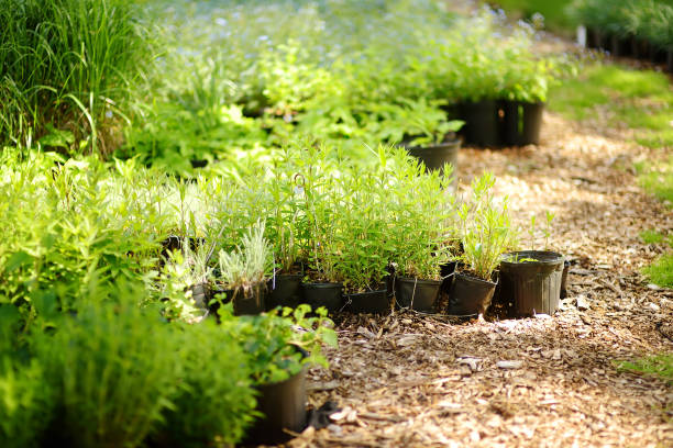 コミュニティの家庭菜園。野菜コミュニティガーデンに植物を植えた植木鉢。子供のためのガーデニングのレッスン。 - 12014 ストックフォトと画像