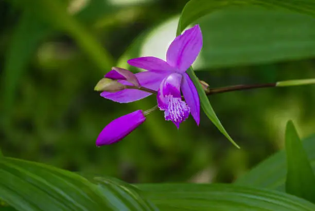 Photo of Close-up purple flower orchid Bletilla striata or Hyacinth orchid Arboretum Park Southern Cultures in Sirius (Adler).Chinese ground or Urn orchid, hardy Orchidaceae perennial plant.