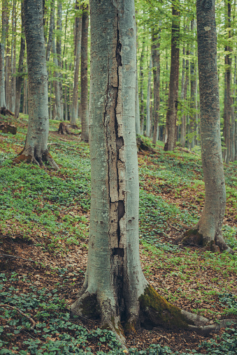 unusual crack pattern on a tree bark