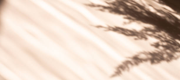 istock Horizontal banner with pampas grass natural shadows on beige background. Reed silhouette 1322821779