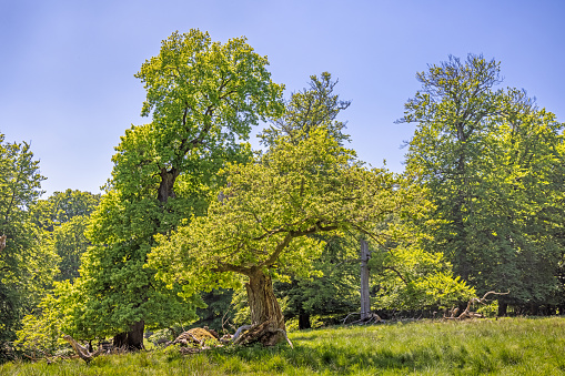 Old oak tree fighting for life. Most of the tree is dead and broken of, but one branch are still alive and carrying leaves in the early summer. The picture is taken in Dyrehaven, a public nature park north of Copenhagen