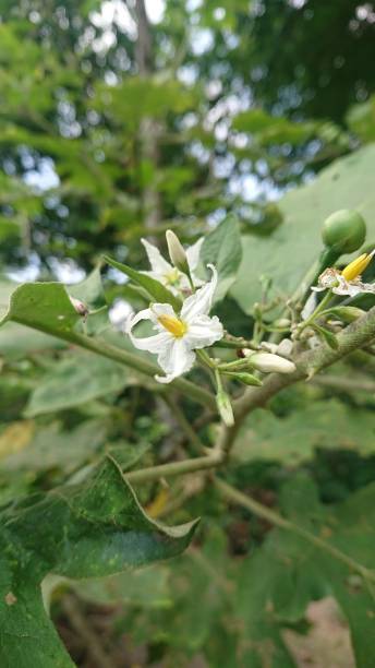 istock This is a photo of a white eggplant flower 1322822769