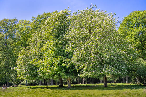 istock Horse chestnut trees in flower 1322822789